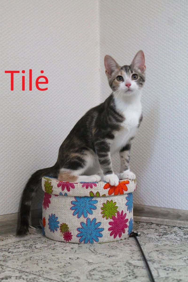 Tilė