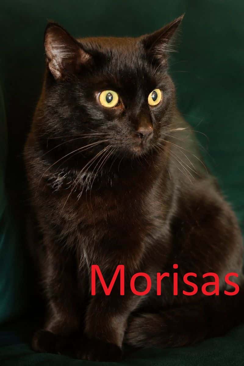Morisas
