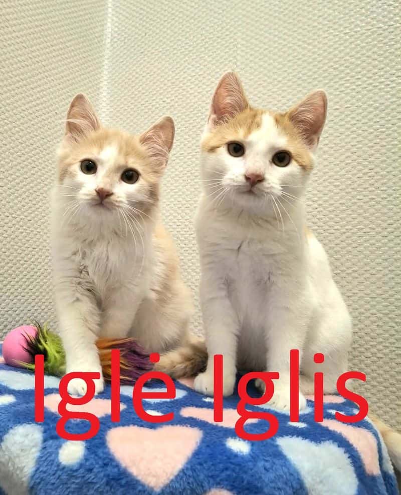 Iglė ir Iglis