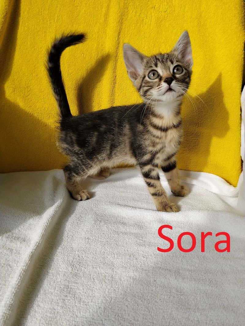 Sora