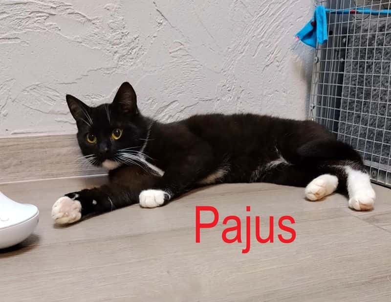 Pajus