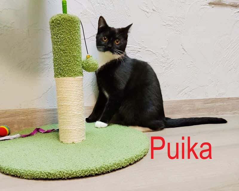 Puika