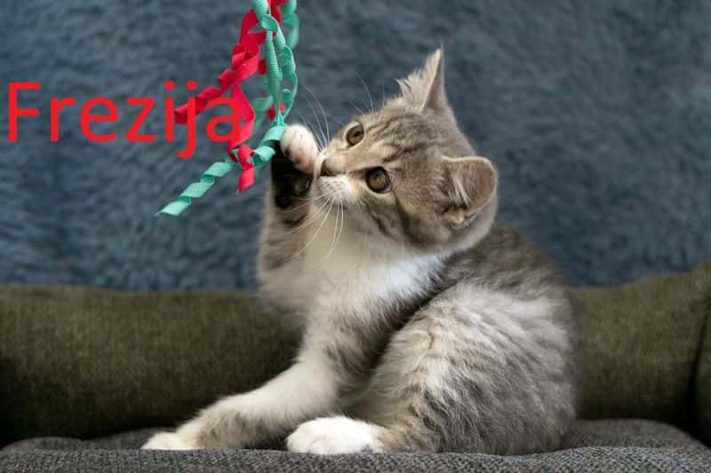 Frezija