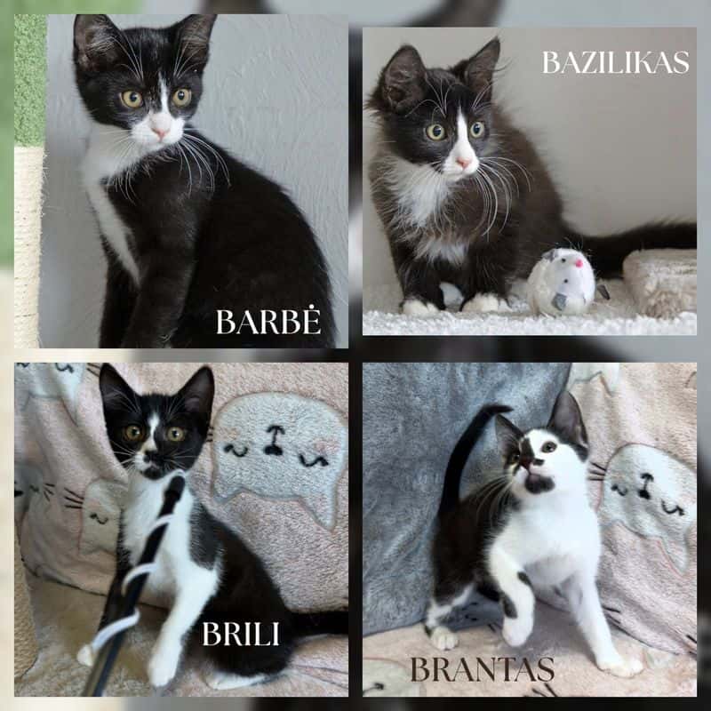 Barbė, Brili, Bazilikas, Brantas
