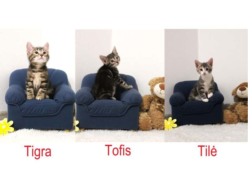 Tilė, Tigra ir Tofis