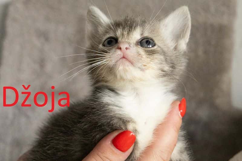 Džoja