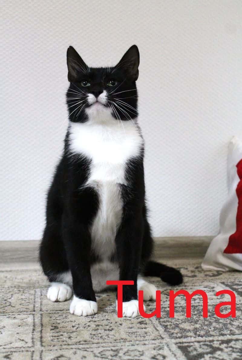 Tuma