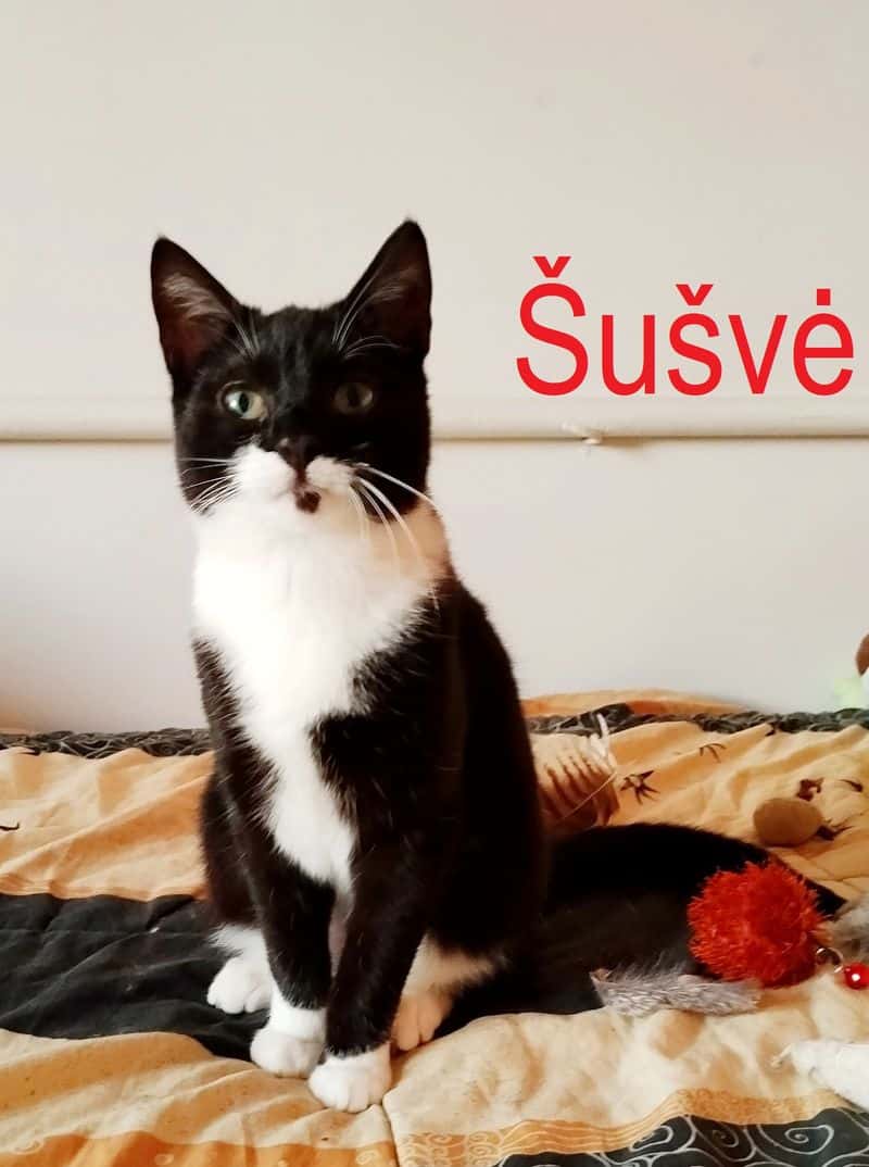 Šušvė