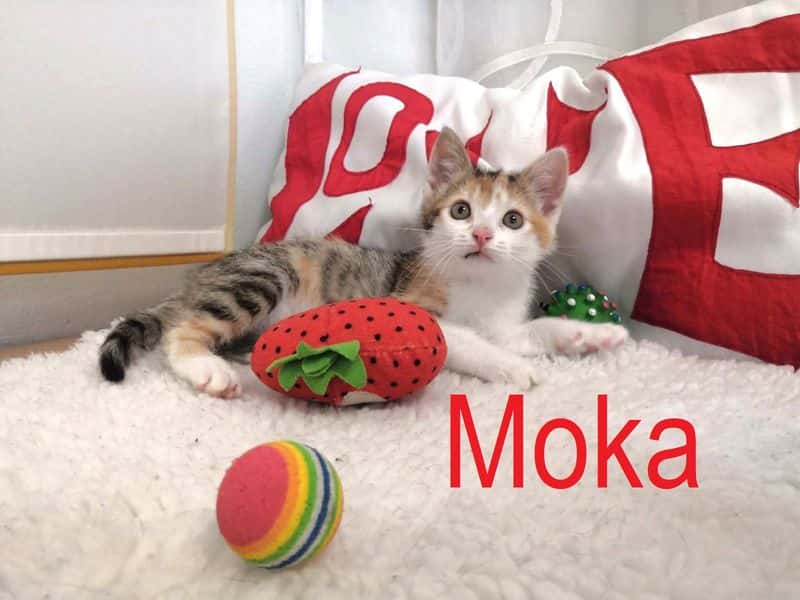 Moka