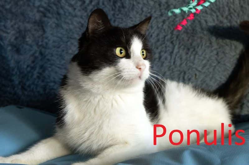 Ponulis