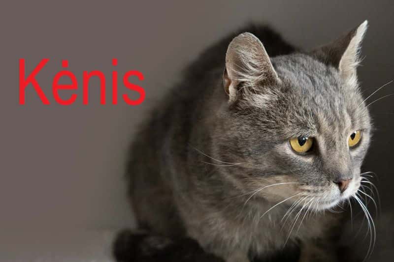 Kėnis