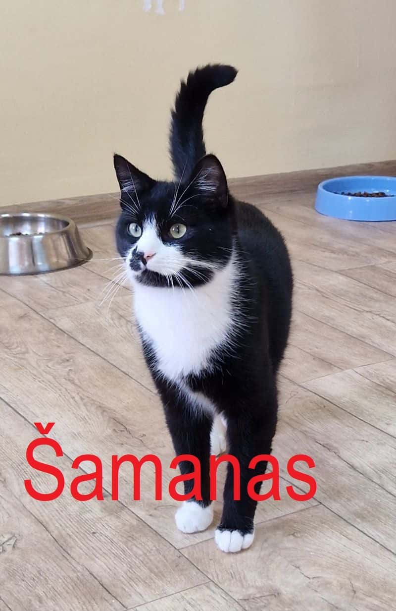 Šamanas
