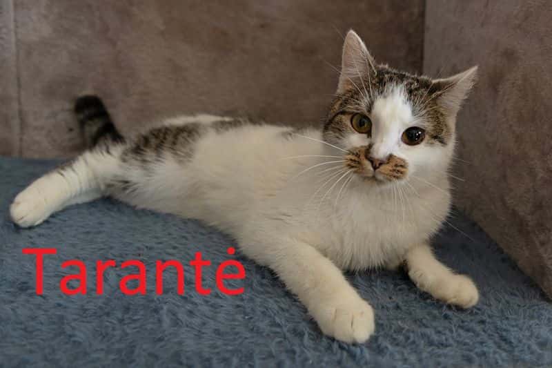 Tarantė