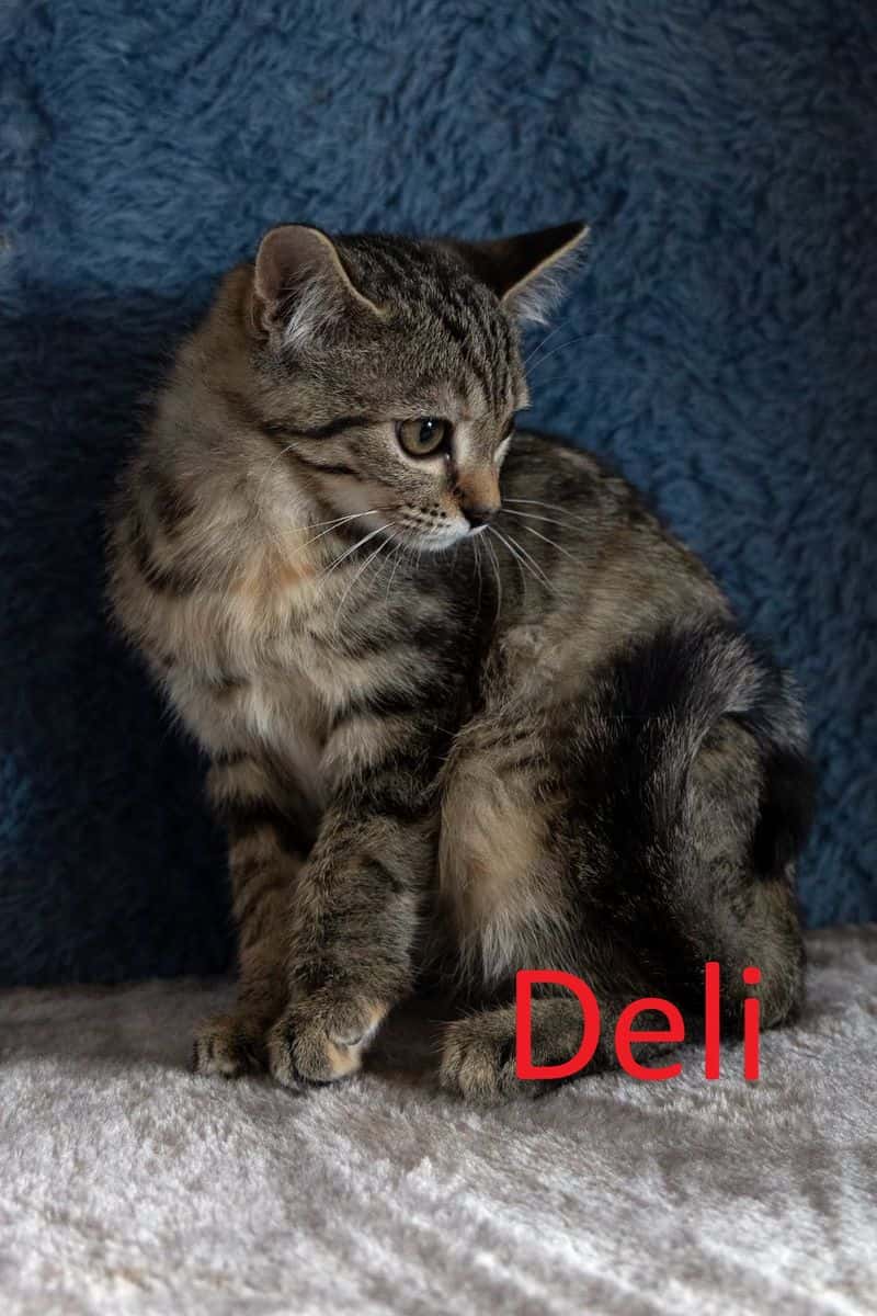 Deli