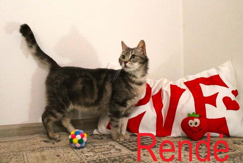 Rendė
