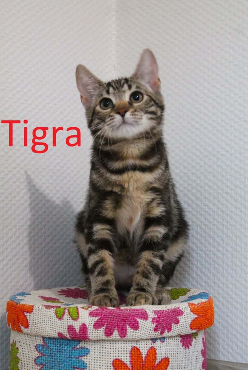 Tigra
