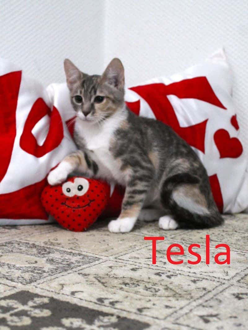 Tesla