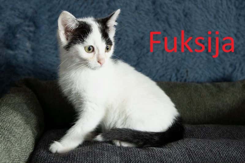 Fuksija