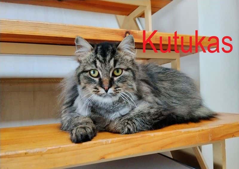 Kutukas