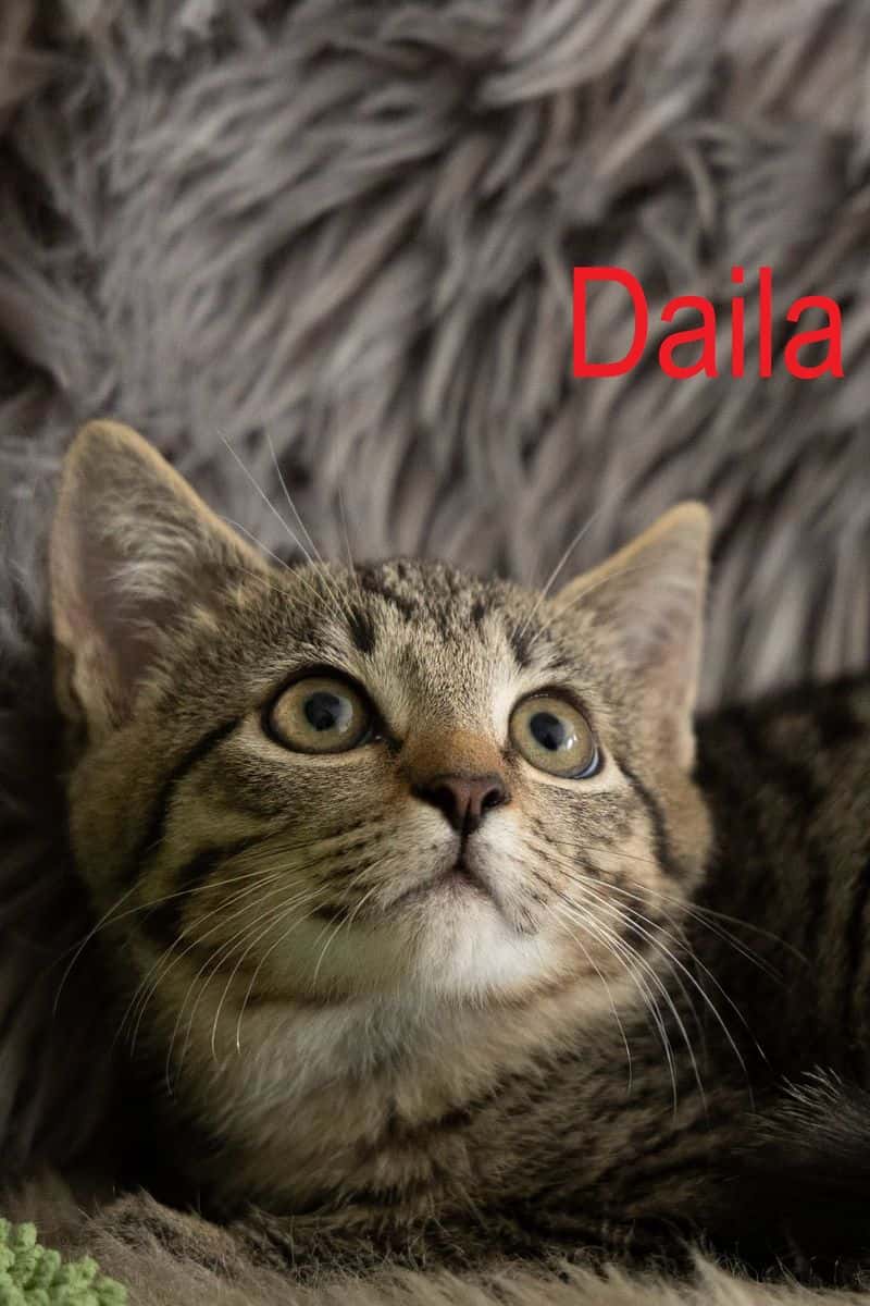 Daila