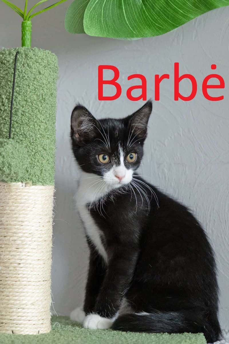 Barbė