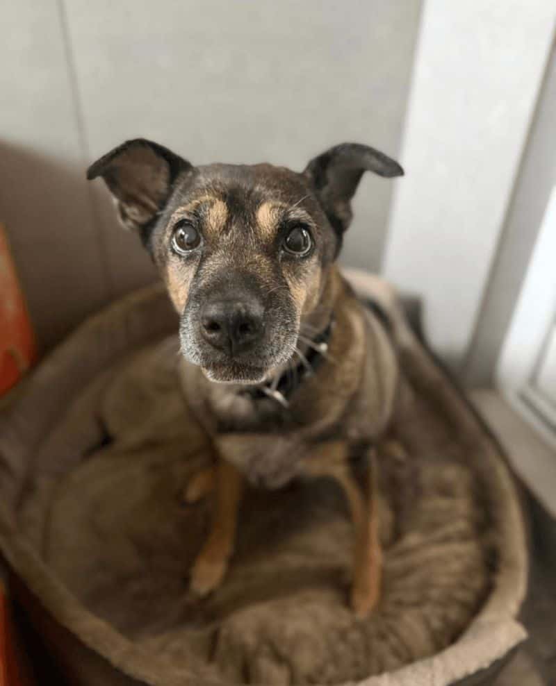 Indi