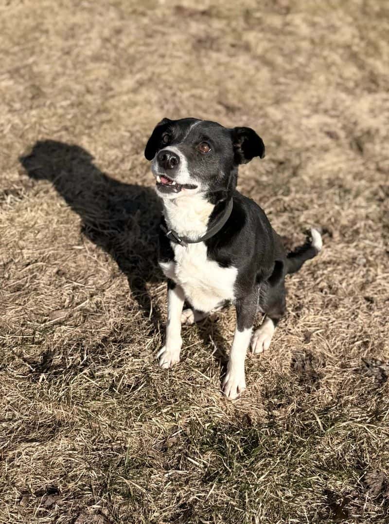 Bonita