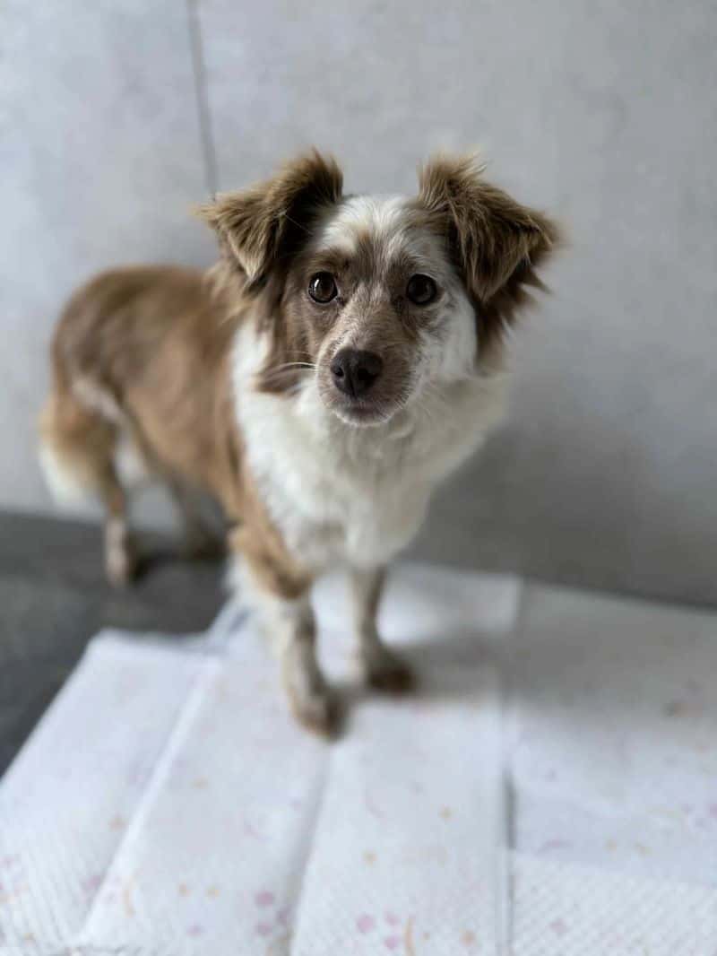 Pepė