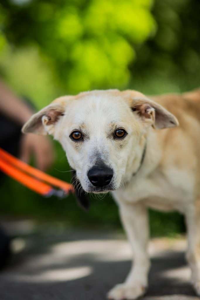 Cezaris
