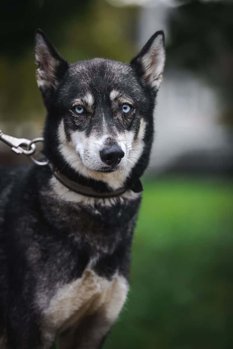 Aika