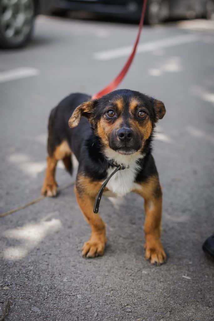 Enzo