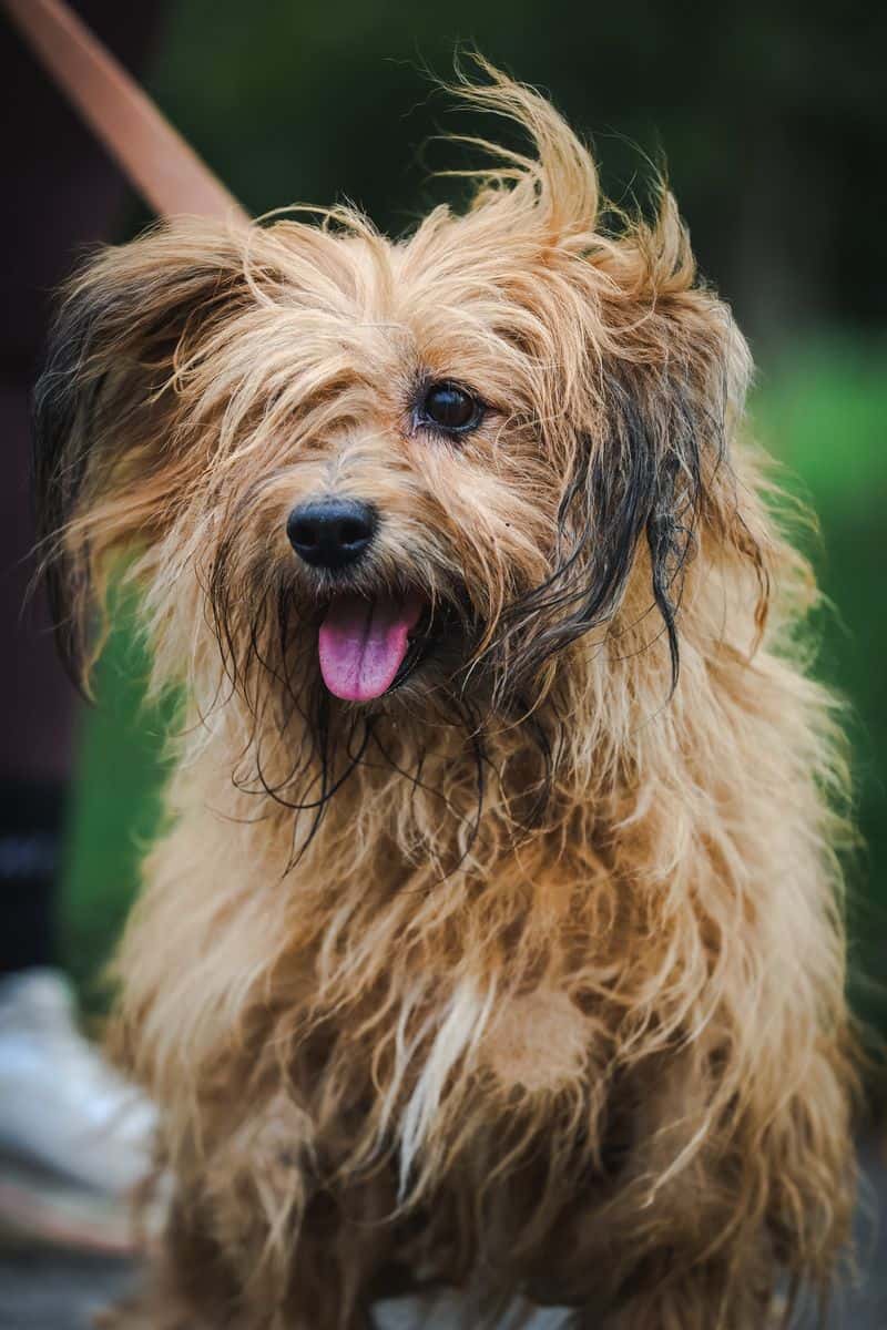 Leila