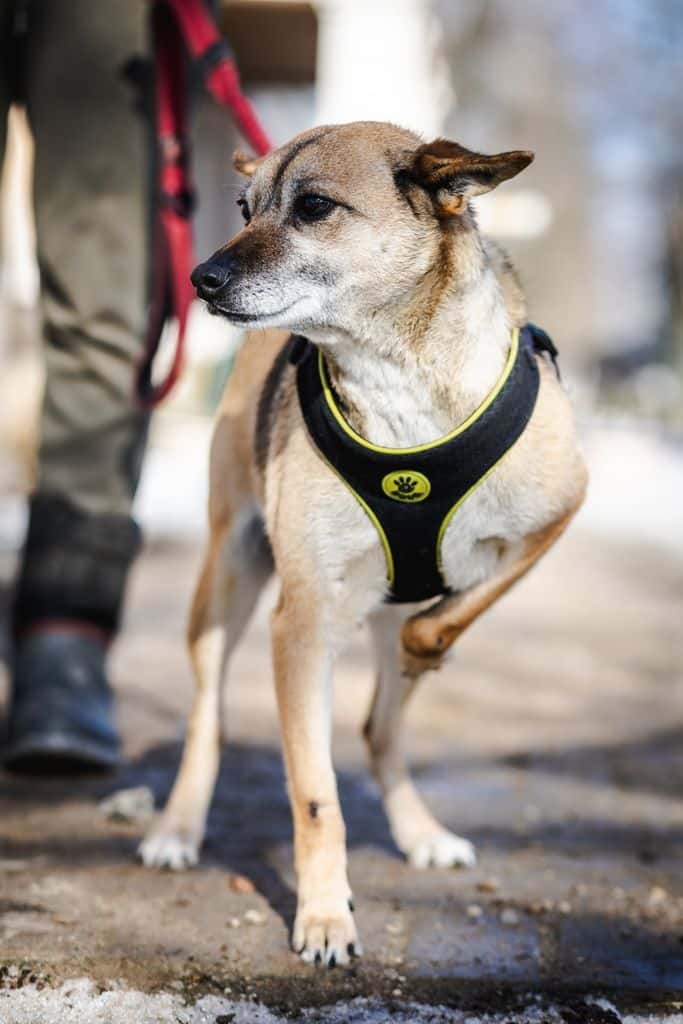 Mikė