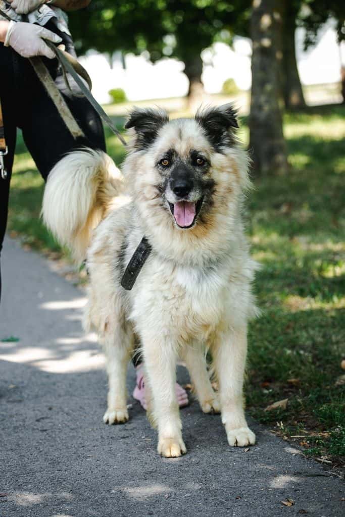 Mačo