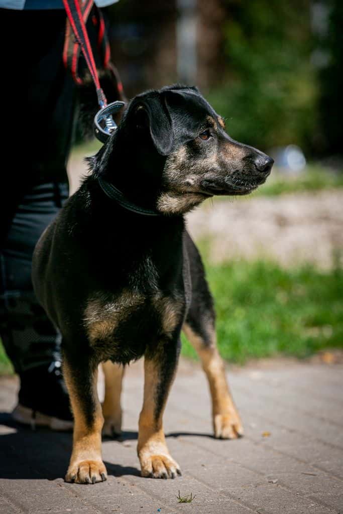 Valio