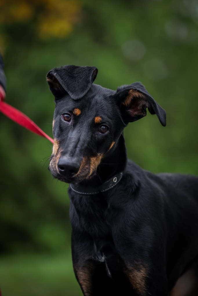 Kira