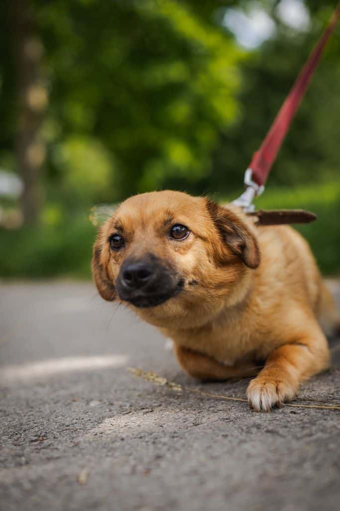Frapė