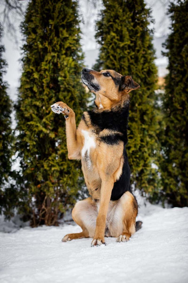 Montana