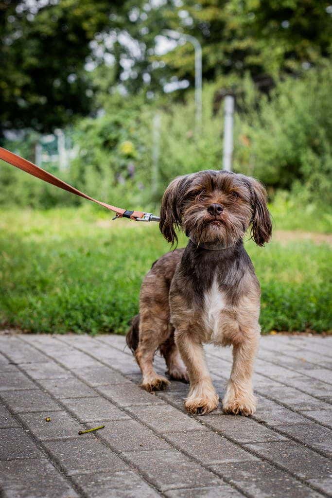 Pupis