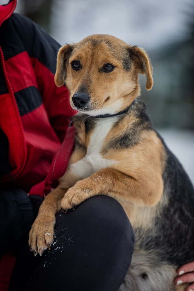 ŠIRDELĖ