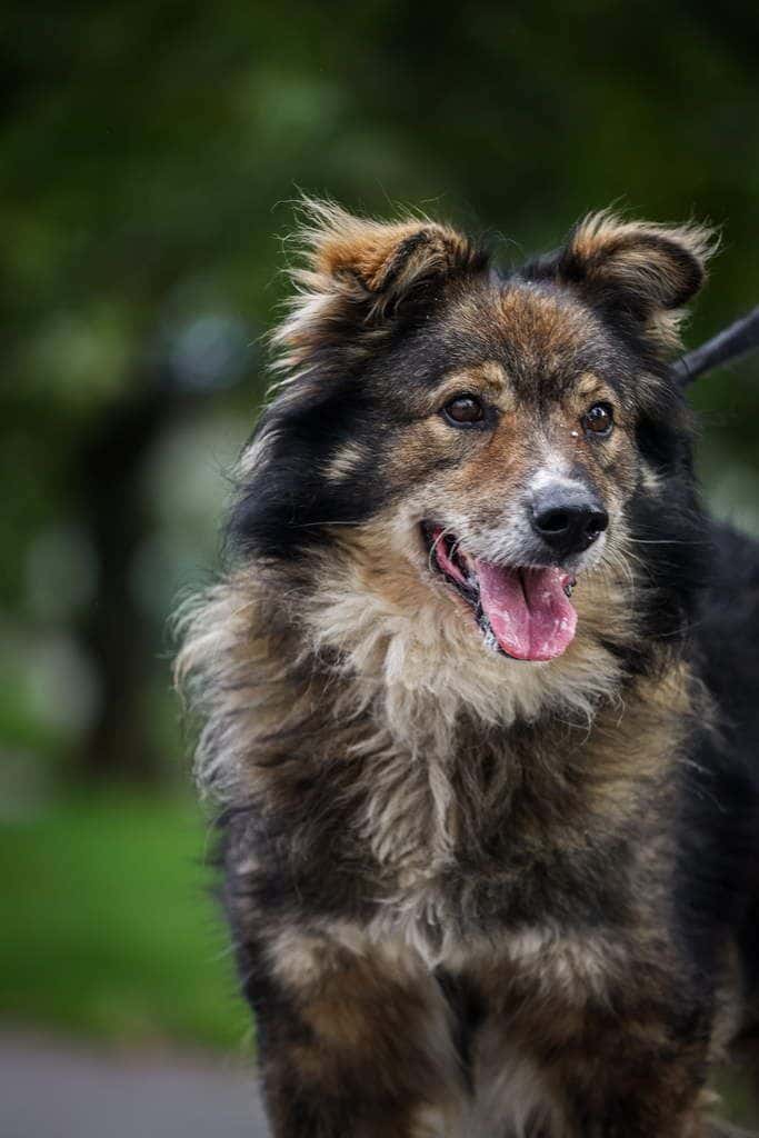 Robikas