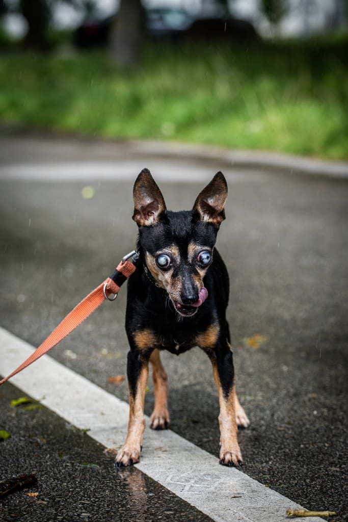 Fuga