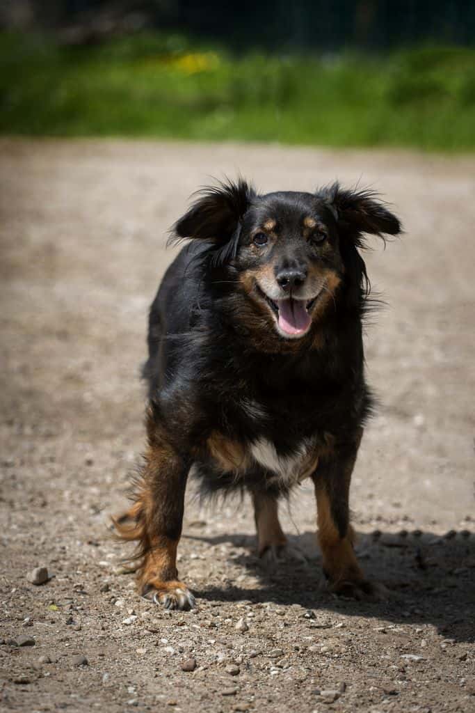 Smilga