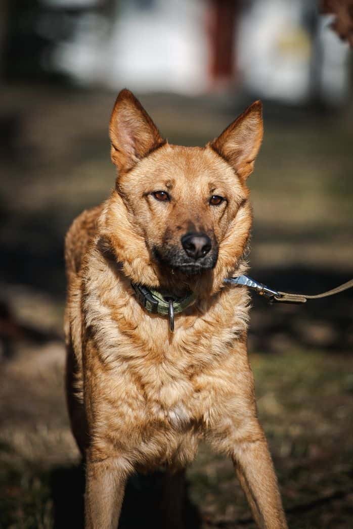 TAIGA