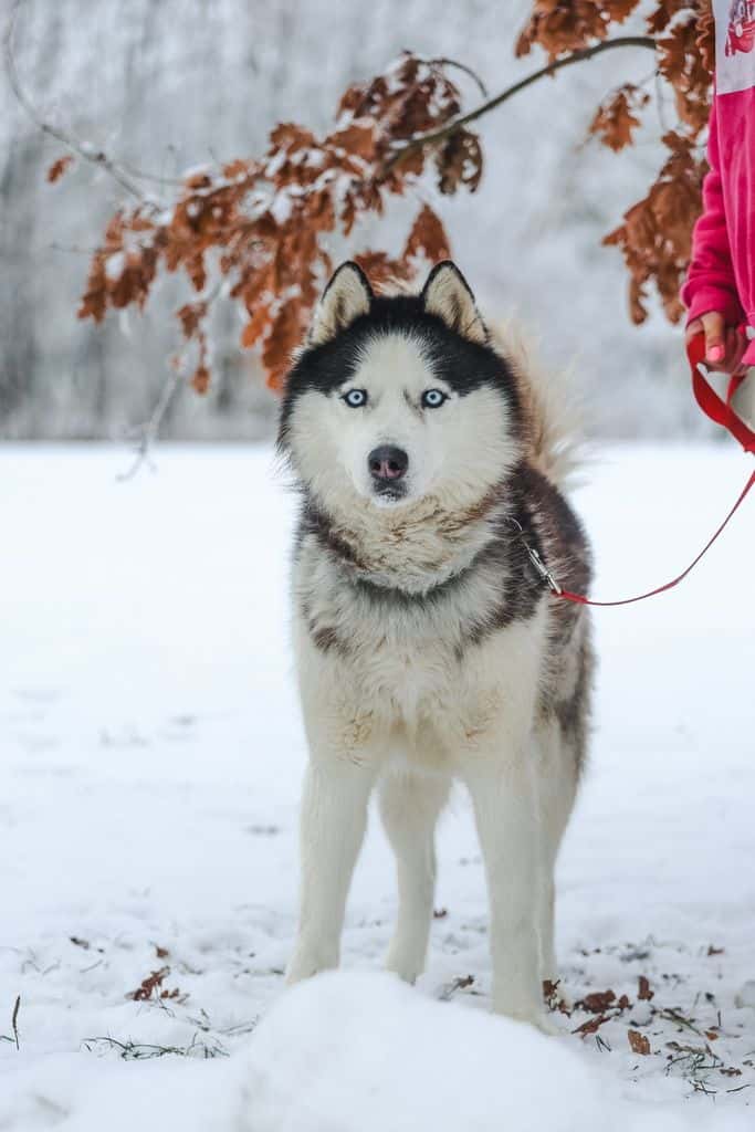 AIKO