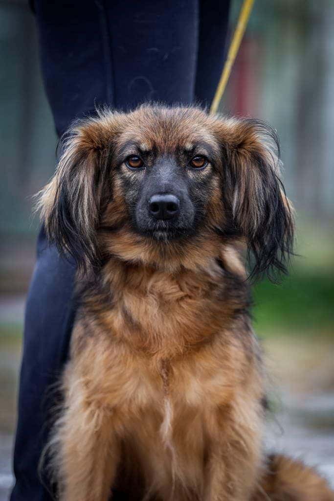 Gerietė