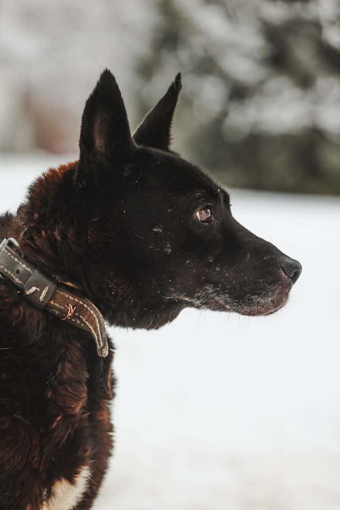 Bruno