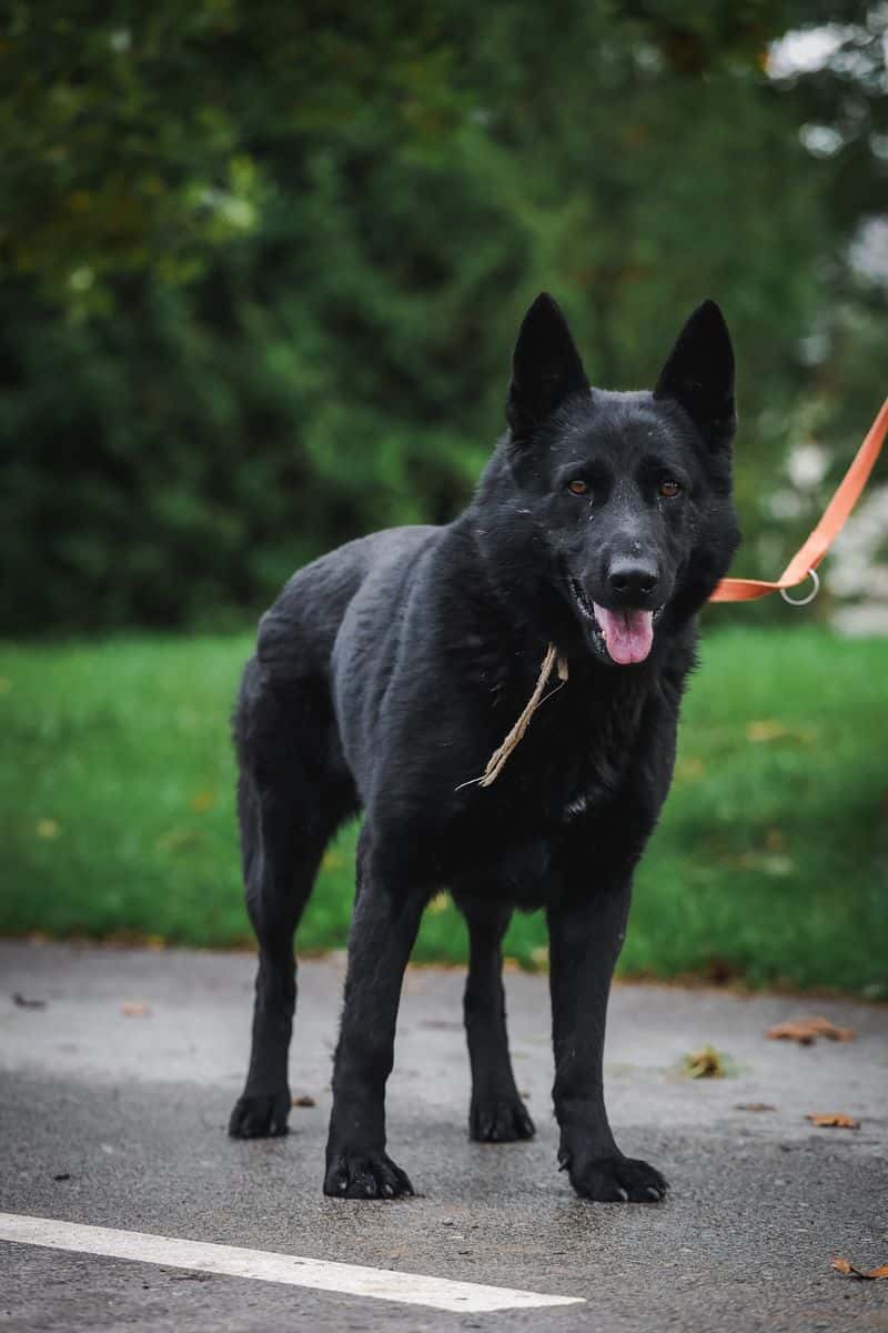 Nylka