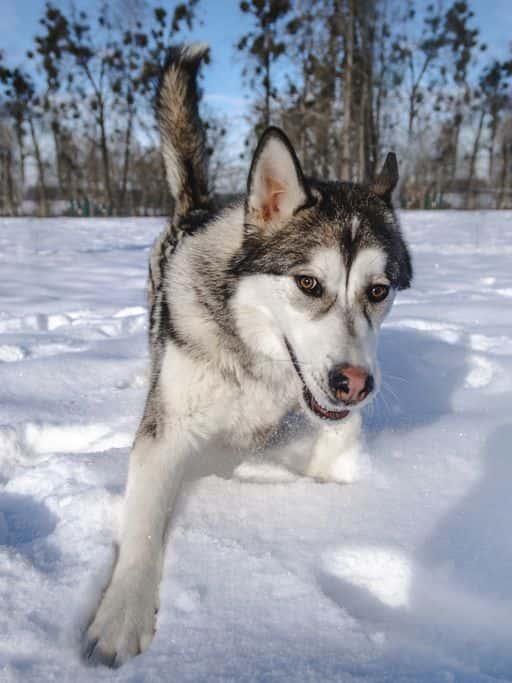 LENKAS