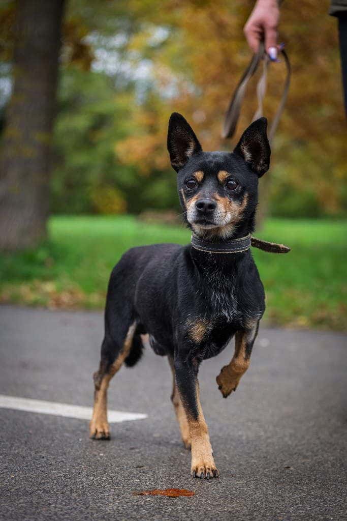 Maestro